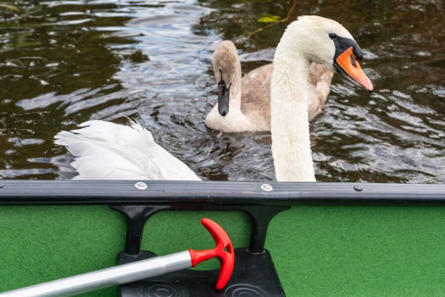 Amsterdam: 2-Hour Guided Canoe Trip - Pace, Weather, and Fitness: Who This Works Best For