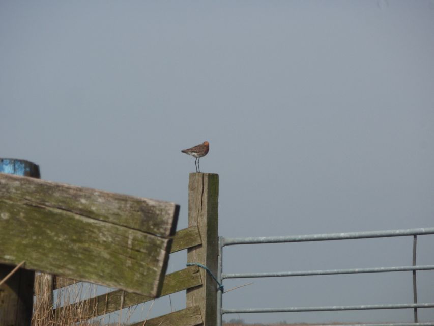 Amsterdam 5-Hour Guided Canoe Trip in the Wetlands - Birdwatching with black-tailed godwit and lapwing in mind