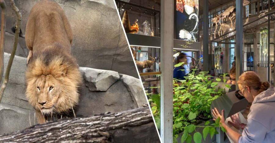 Amsterdam: ARTIS Royal Zoo and ARTIS Groote Museum Ticket - Key highlights at a glance