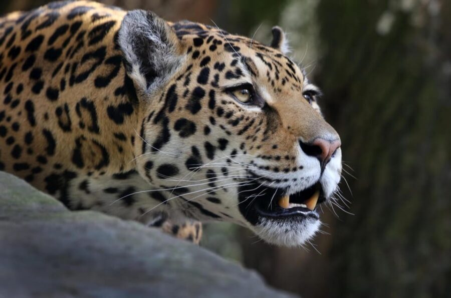 Amsterdam: ARTIS Royal Zoo and ARTIS Groote Museum Ticket - FAQ