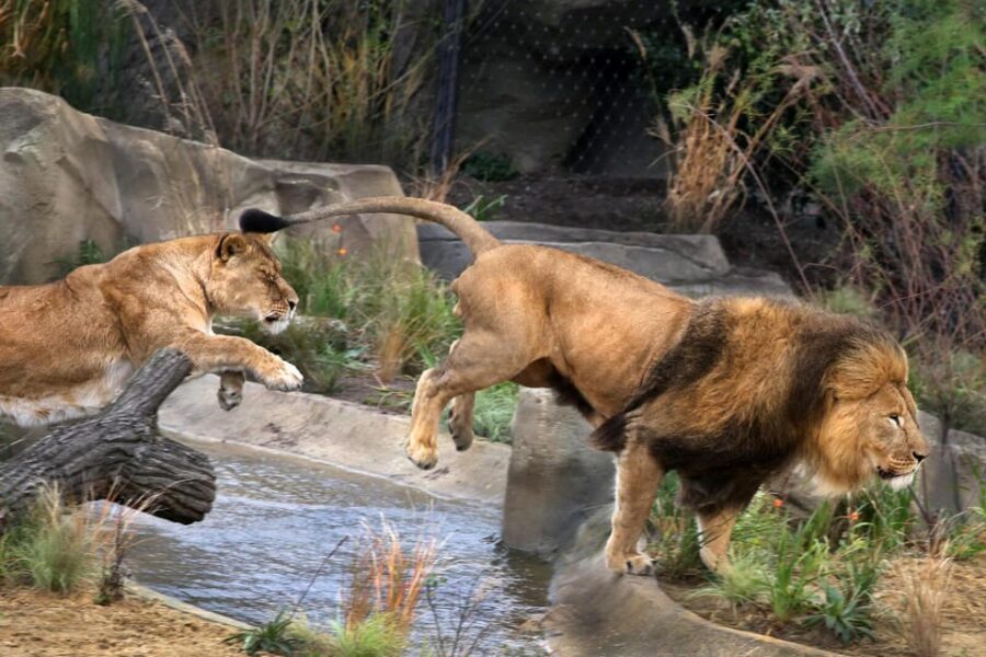 Amsterdam: ARTIS Royal Zoo and ARTIS Groote Museum Ticket - A one-day combo right by the canals in Amsterdam