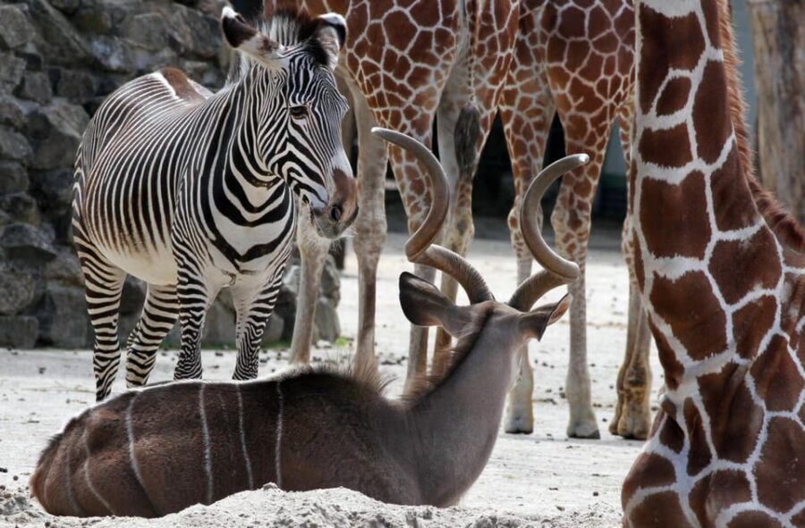 Amsterdam: ARTIS Royal Zoo and ARTIS Groote Museum Ticket - Included planetarium: space science without extra cost