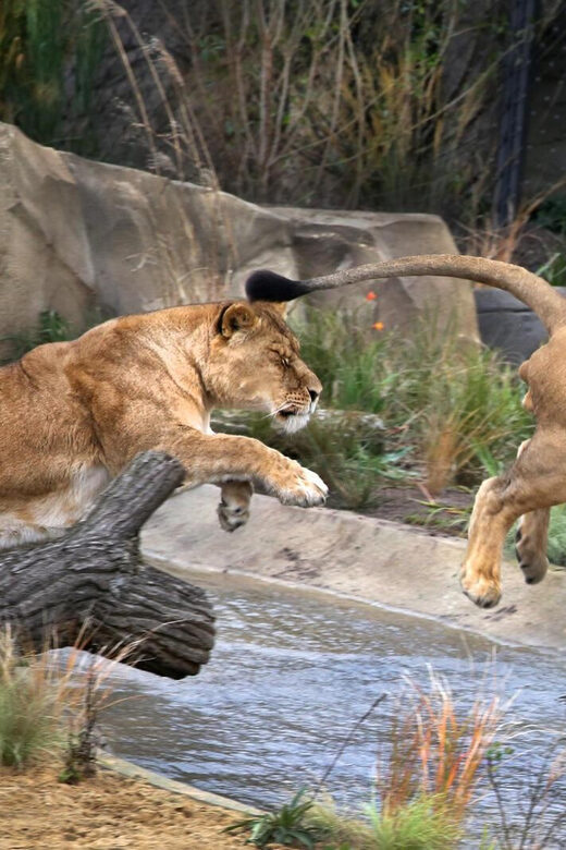 Amsterdam: ARTIS Royal Zoo and ARTIS Groote Museum Ticket - Should you book this ARTIS Royal Zoo and Groote Museum ticket?