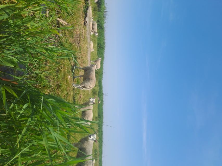 Amsterdam: Countryside Bike and Kayak Guided Tour - Who this tour is best for, and who should think twice
