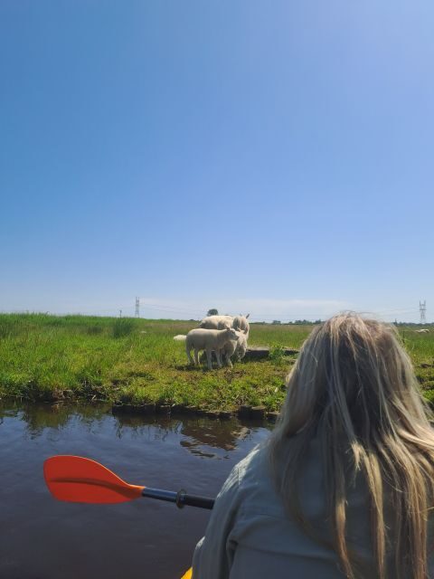 Amsterdam: Countryside Bike and Kayak Guided Tour - Meeting at A’DAM Lookout, then out by ferry to Buiksloterweg
