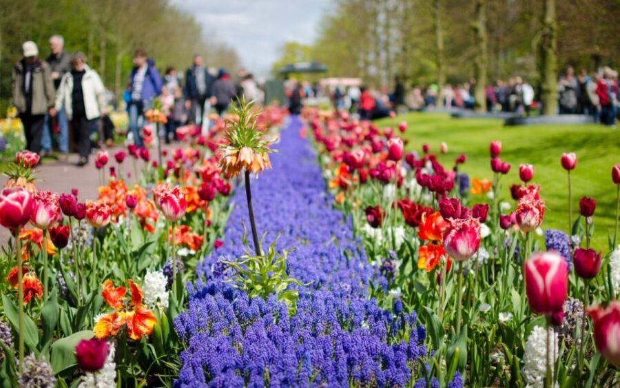Amsterdam: Day Tour Keukenhof and Zaanse Schans Windmills - Keukenhof gardens: millions of bulbs and room to breathe