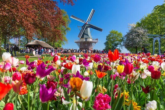 Amsterdam: Day Trip to Keukenhof & Zaanse Schans Windmills - The drive to Lisse: tulip fields as scenery, not a walk-in farm