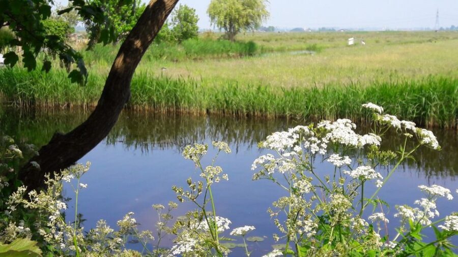 Amsterdam: Dutch Countryside Sunset Canoe Tour - Price and value: what you’re really paying for at $92