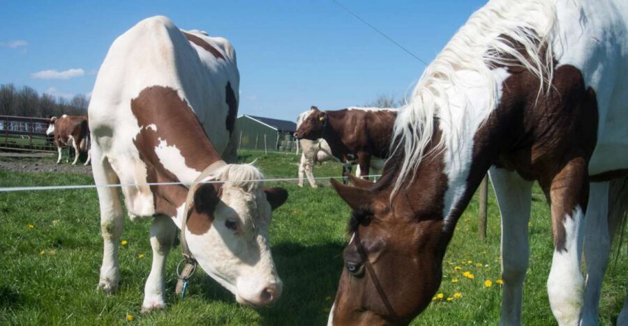 Amsterdam: Full-Day Countryside Tour - Simonehoeve cheese farm: guided tour plus tasting that actually satisfies