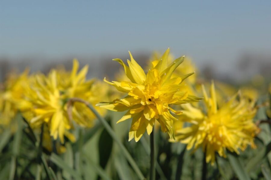 Amsterdam: Half-Day Flower Fields and Keukenhof Bicycle Tour - Why this Amsterdam-to-Keukenhof bike tour feels so practical