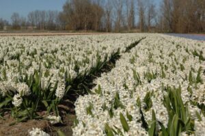 Amsterdam: Half-Day Flower Fields and Keukenhof Bicycle Tour - From Amsterdam Central to Hillegom: the part you don’t have to sweat