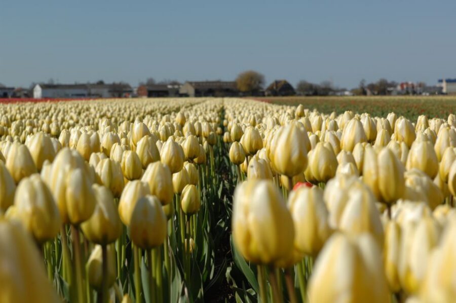 Amsterdam: Half-Day Flower Fields and Keukenhof Bicycle Tour - Price and value: is $101 worth it?