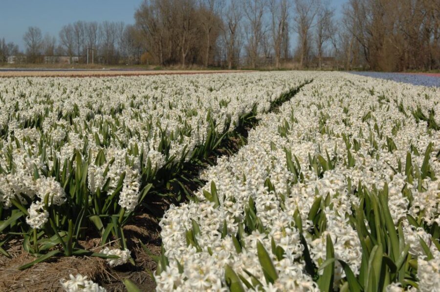 Amsterdam: Half-Day Flower Fields and Keukenhof Bicycle Tour - From Amsterdam Central to Hillegom: the part you don’t have to sweat