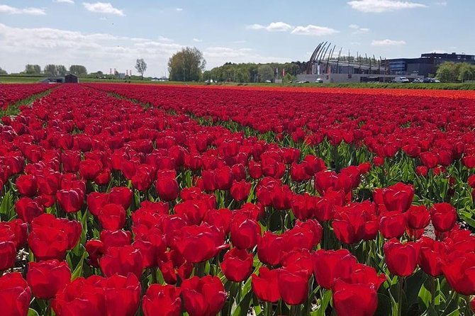 Amsterdam : Keukenhof FlowerFarm Privatetour Skip-The-Line ticket - Key Things to Know Before You Go