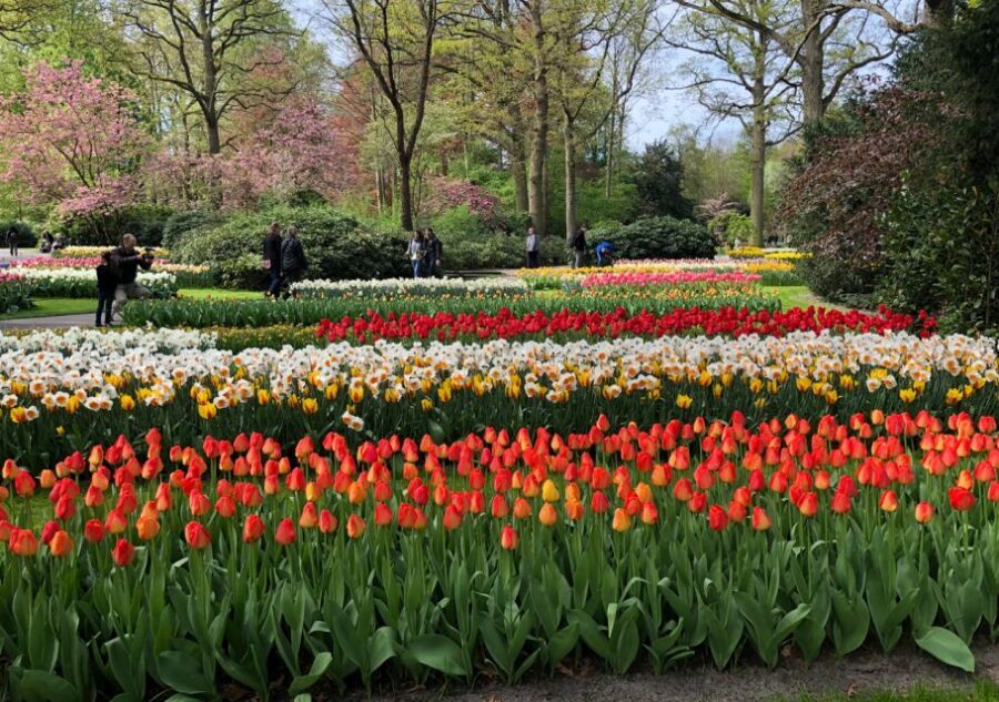 Amsterdam: Keukenhof Tulip Garden and Giethoorn Experience - Guides, Drivers, and the Human Touch