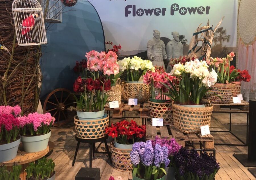 Amsterdam: Keukenhof Tulip Garden and Giethoorn Experience - Timing and Pacing: Where This Day Feels Tight (and Why)