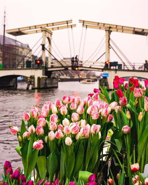 Amsterdam: Premium Tulip Boat Canal Tour - Onboard bar and the no-toilet reality: plan your comfort
