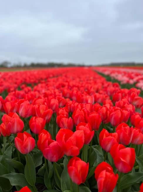 Amsterdam: Private Keukenhof and Free Tulip Tour - Private chauffeur: the real win for an easy Keukenhof day