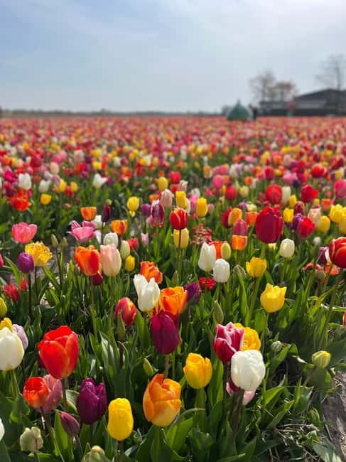Amsterdam: Private Keukenhof and Free Tulip Tour - The day’s rhythm: van rides, stops, and how to plan your energy