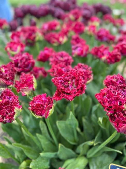 Amsterdam: Private Keukenhof and Free Tulip Tour - Price and value: what $637 buys you (and what it doesn’t)