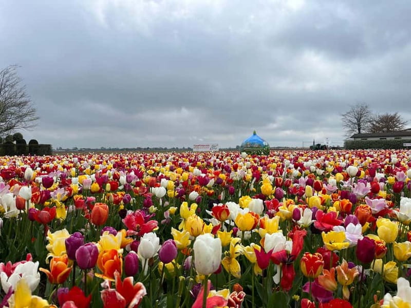 Amsterdam: Private Keukenhof and Free Tulip Tour - Where this tour shines (and who should skip it)