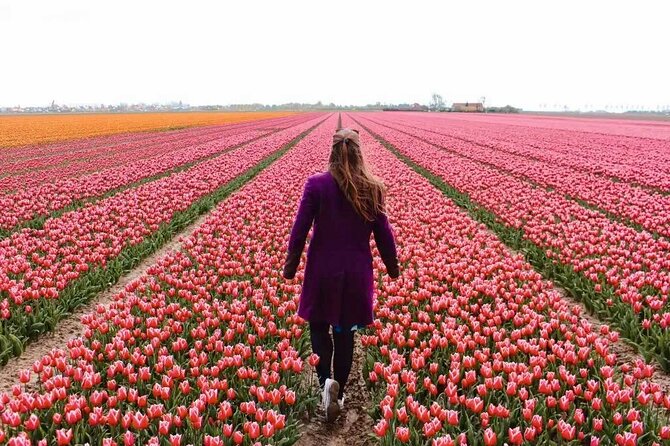 Amsterdam Private Tour to Keukenhof, Tulip Fields and Windmills - Key things I’d zero in on