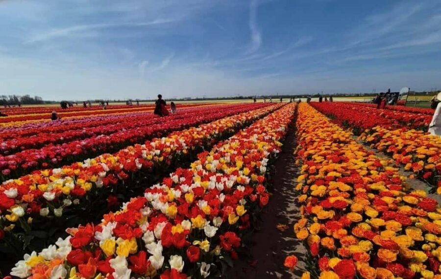 Amsterdam : Tulip Wonderland Tour - A quick tulip escape from Amsterdam
