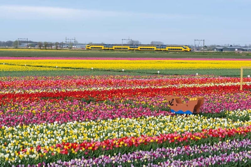 Amsterdam : Tulip Wonderland Tour - The tour guide and what a live explanation adds