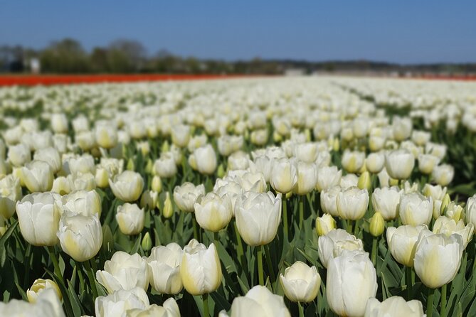 Amsterdam TulipFields of Holland Tour - Why this tulip tour beats the big-bus style day
