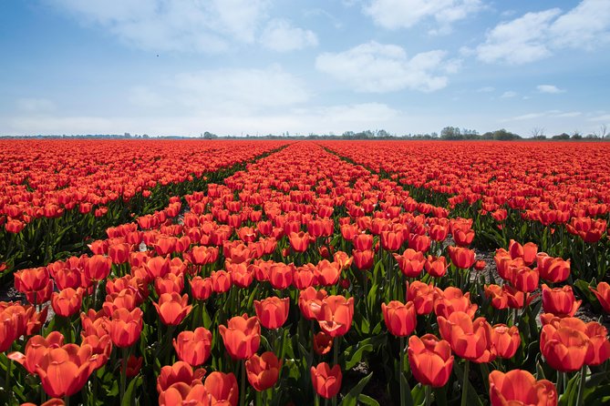 Amsterdam TulipFields of Holland Tour - From Amsterdam to the bulb region: the drive is part of the show