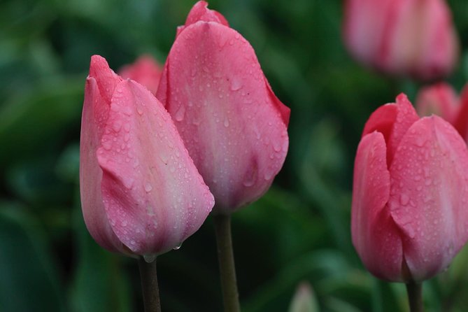 Amsterdam TulipFields of Holland Tour - De Tulperij farm visit: how bulbs become flowers