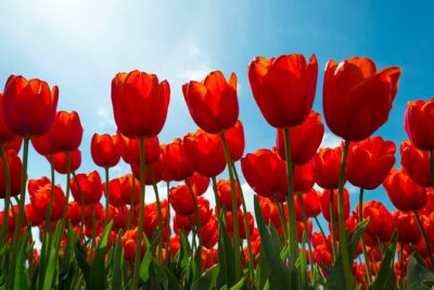 Amsterdam TulipFields of Holland Tour - Photo stops in flower country without feeling trapped