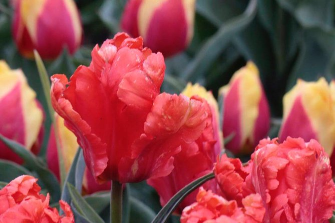 Amsterdam TulipFields of Holland Tour - Windmills and Dutch details: small moments that add up