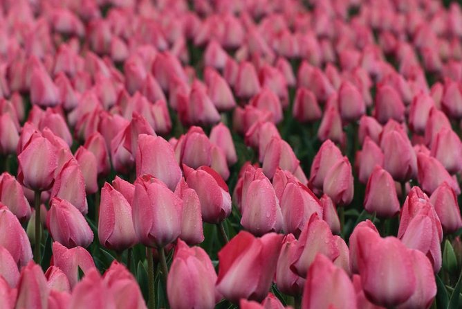 Amsterdam TulipFields of Holland Tour - Value for the price: what you’re really paying for
