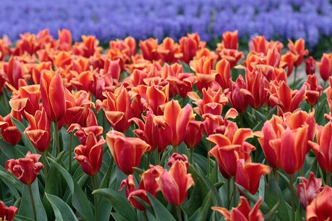Amsterdam TulipFields of Holland Tour - Food breaks that actually help: coffee, tea, water, apple pie