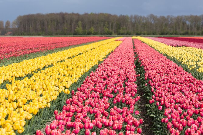 Day Trip to Famous Tulip Route in Noordoostpolder From Amsterdam - Key highlights worth your time