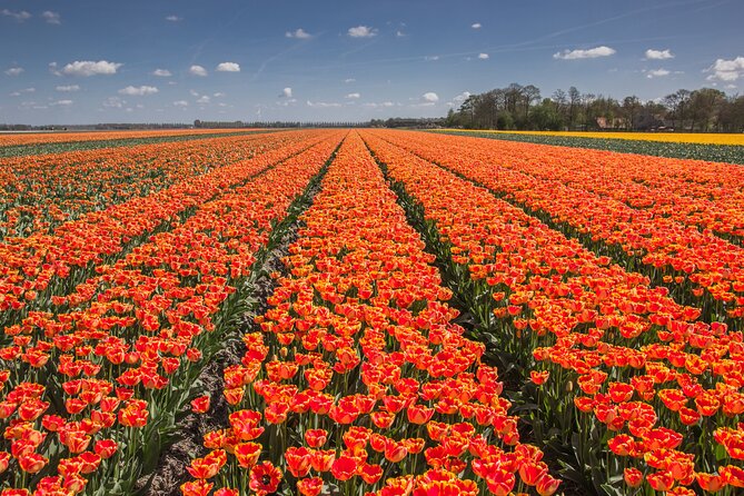 Day Trip to Famous Tulip Route in Noordoostpolder From Amsterdam - Noordoostpolder’s 100 km Tulip Route: what makes it feel different