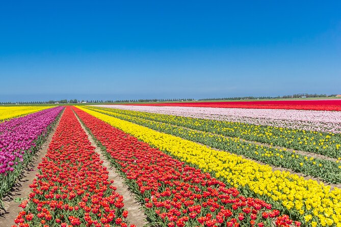 Day Trip to Famous Tulip Route in Noordoostpolder From Amsterdam - Transfer time: the quiet win of an air-conditioned van
