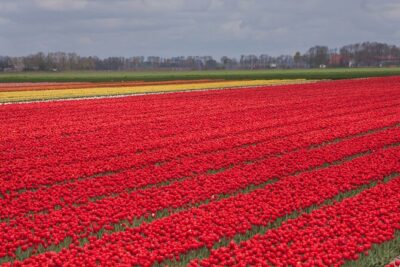 Day Trip to Famous Tulip Route in Noordoostpolder From Amsterdam - The day’s rhythm: how the 9:00–17:00 schedule works