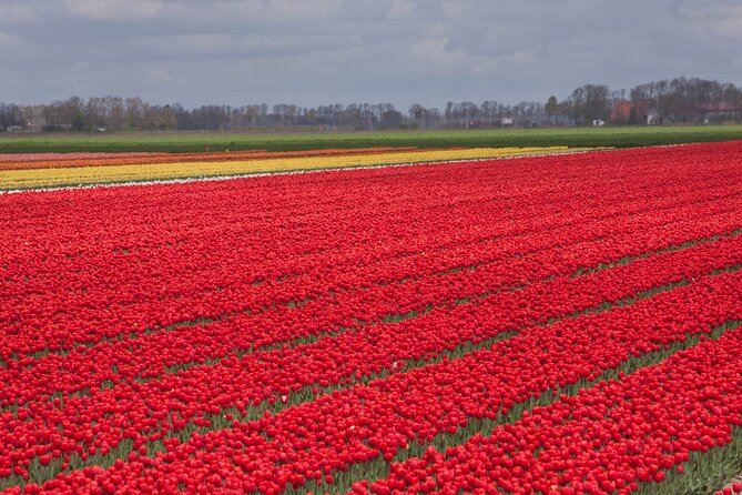 Day Trip to Famous Tulip Route in Noordoostpolder From Amsterdam - The day’s rhythm: how the 9:00–17:00 schedule works