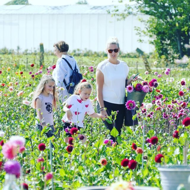 From Amsterdam: Holland Flower and Windmill Tour - summer ed - Key highlights to notice before you book
