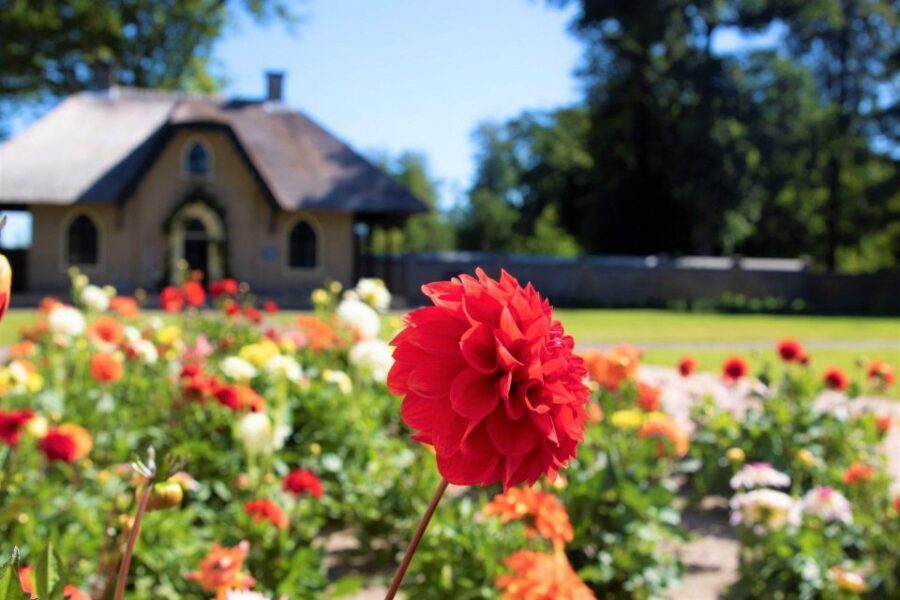 From Amsterdam: Holland Flower and Windmill Tour - summer ed - Why South Holland flowers beat a plain Amsterdam day