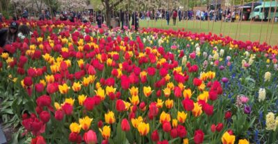 From Amsterdam: Keukenhof and Zaanse Schans Small Group Tour - Keukenhof gardens: thousands of tulips, plus crowd reality