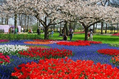 From Amsterdam: Keukenhof Gardens Ticket and Transfer - Keukenhof Gardens: Using Your Free Time Like a Pro