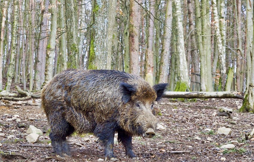 From Amsterdam: Small Group Tour NP Hoge Veluwe (Van Gogh) - Hoge Veluwe National Park guided stops: what you’re really paying for