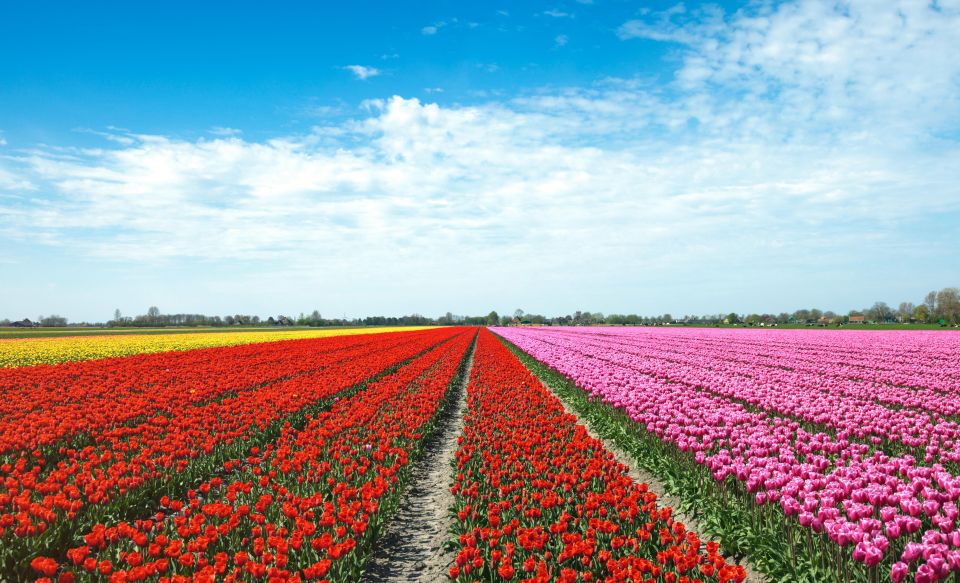 From Amsterdam: Tulip Fields of Holland Tour - Key things that make this tour worth your time