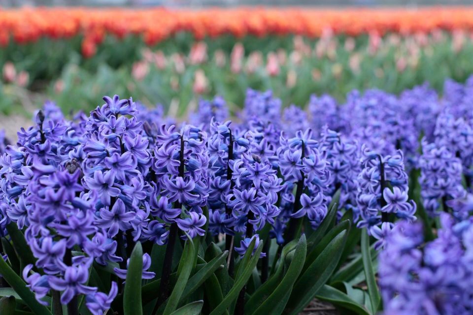 From Amsterdam: Tulip Fields of Holland Tour - Who this tour suits best