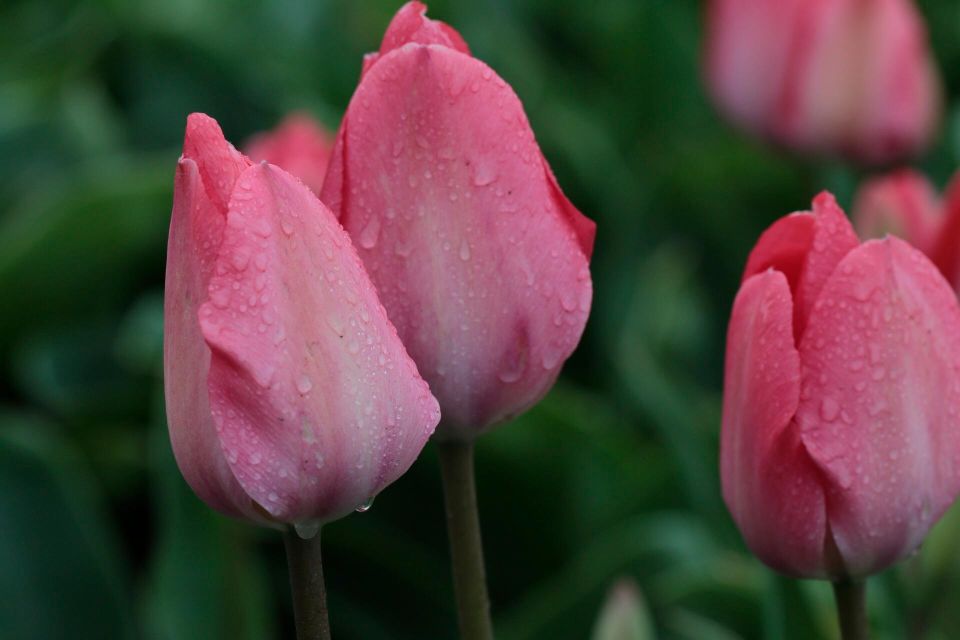 From Amsterdam: Tulip Fields of Holland Tour - Why South Holland tulip fields feel more real than garden tours