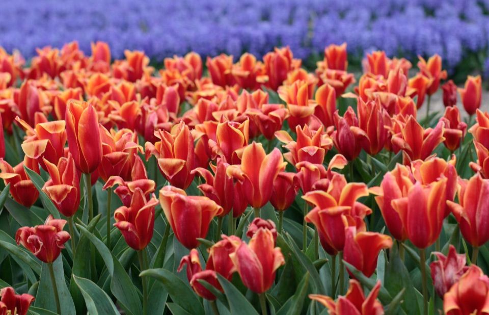 From Amsterdam: Tulip Fields of Holland Tour - De Tulperij coffee break: Dutch apple pie and a needed reset