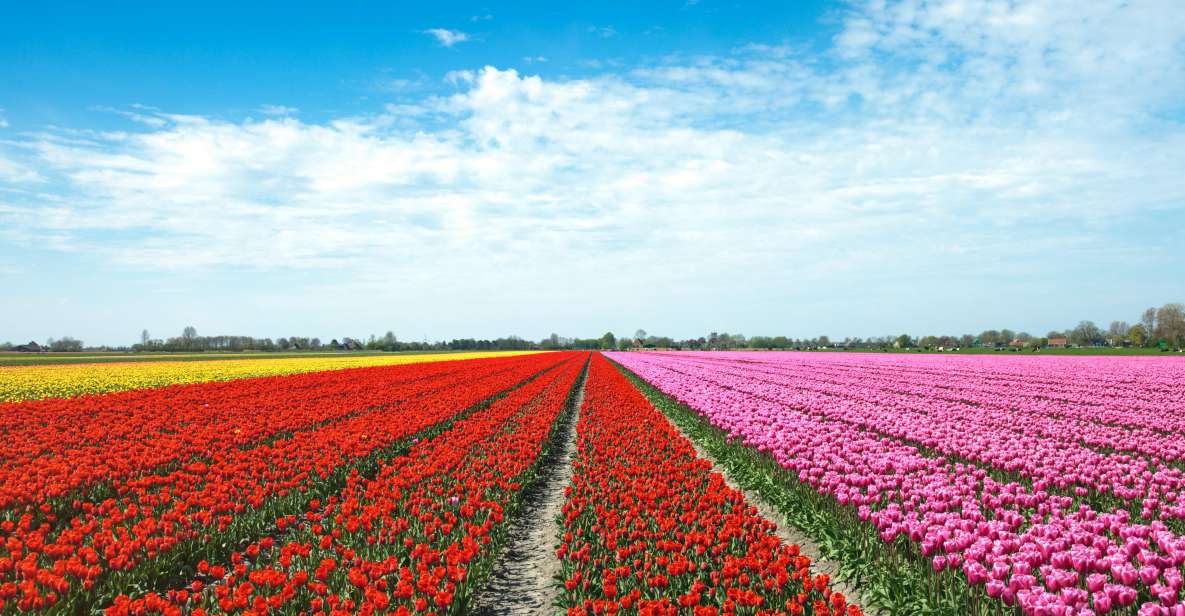 From Amsterdam: Tulip Fields of Holland Tour - Walking bulb-farmer fields: where cultivation stories make sense